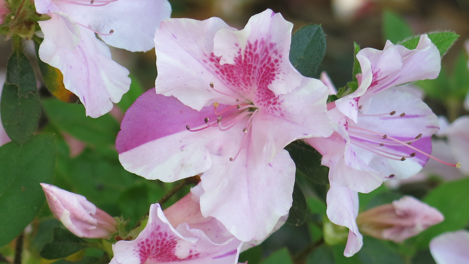 Rhododendron x 'Autumn Twist' has bicolor pale pink blossoms with a pink blotch and irregular streaks and stripes in purple.