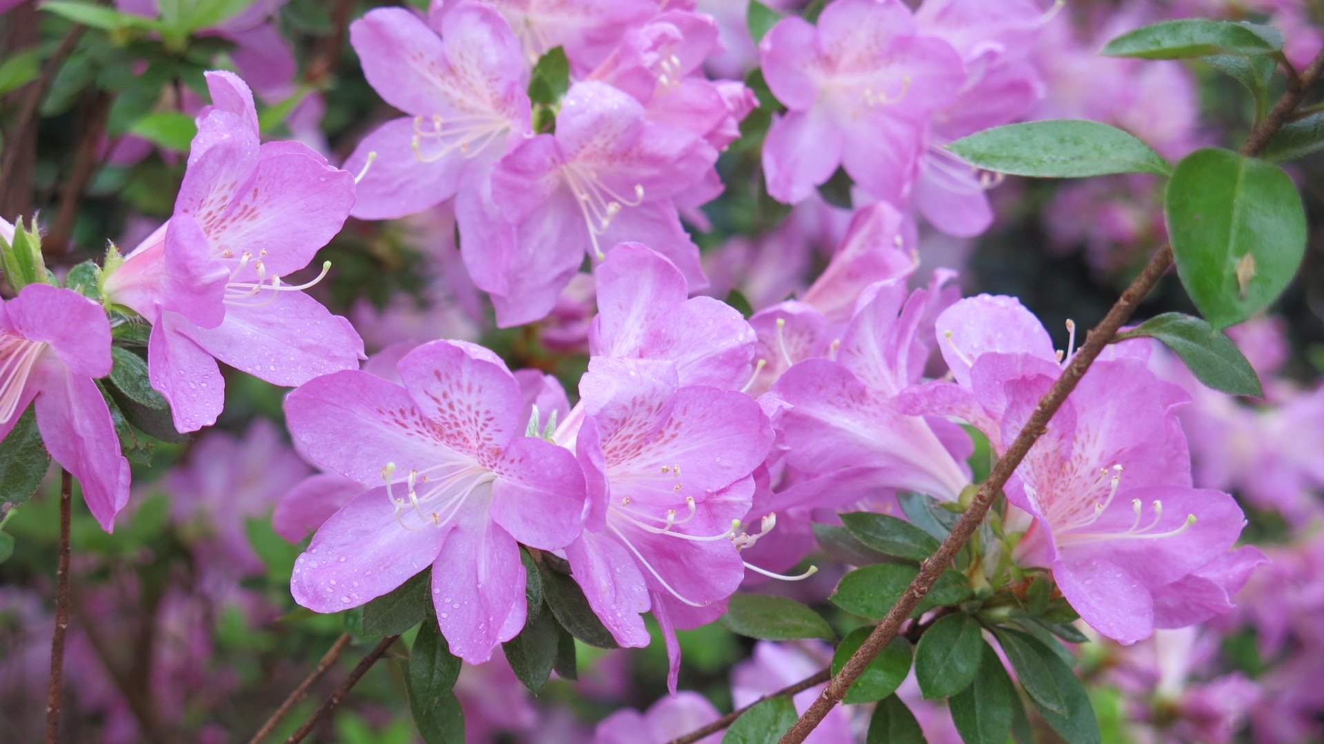 Rhododendron x 'Dayspring' is a Glenn Dale evergreen azalea in lavender-pink.