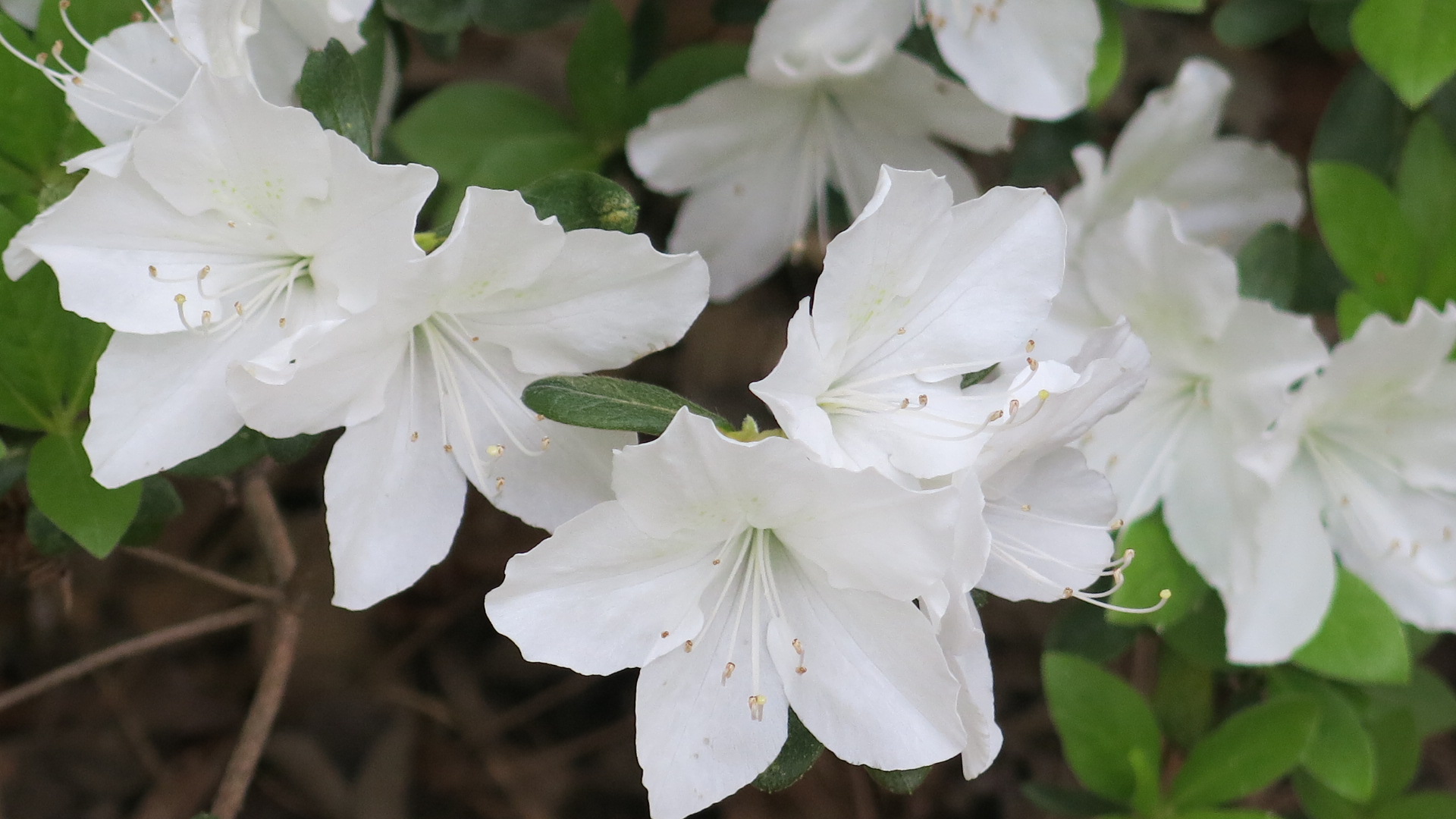 Rhododendron x 'Delaware Valley White' is a Glenn Dale hybrid evergreen azalea in pure white.