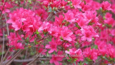 Rhododendron x 'Hino-Crimson' cover itself with small single crimson red flowers in spring.