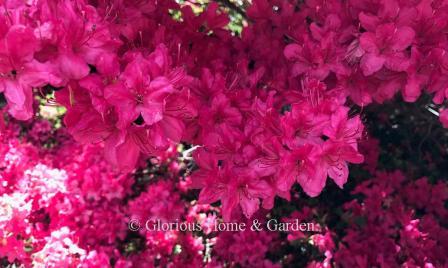 Rhododendron x 'Hinodegiri' has small deep red flowers on a compact shrub.