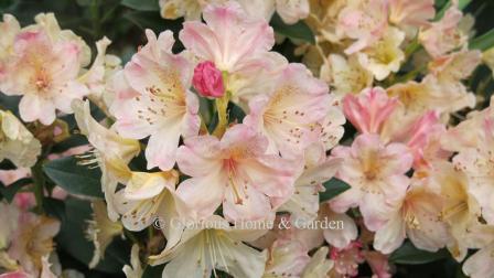 Rhododendron x 'Percy Wiseman' has an unusual color blend of peachy-pink and cream.  Gorgeous!