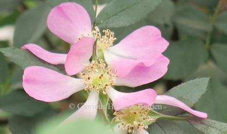 Rosa glauca, the redleaf rose, has bluish to gray-green foliage, few thorns, and single pink flowers followed by reddish-brown hips.