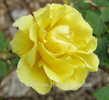 Grandiflora rose 'Nacogdoches' is a pure yellow "found rose.".