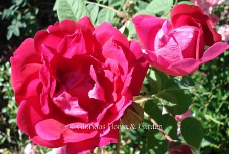 Rosa 'Parfum de l'Hay' has double blooms of crimson red on a prickly shrub of about 5 feet.