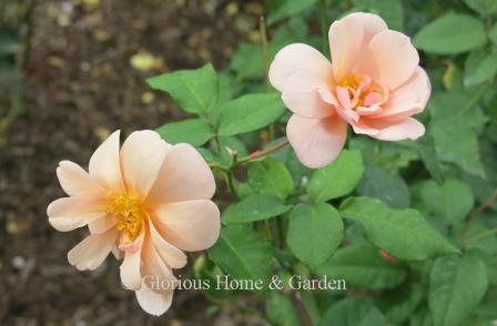 Polyantha rose 'Perle d'Or' is an apricot blend with petals that curl back and a delicious fragrance. Almost continually in bloom.