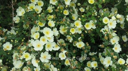 Rosa pimpinellifolia 'Dunwich' is a smaller varient of 'Grandiflora' with white flower and bright yellow stamens.