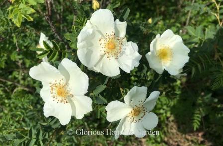 Rosa pimpinellifolia 'Grandiflora,' also known as Altaica,' has larger white flowers than the species.