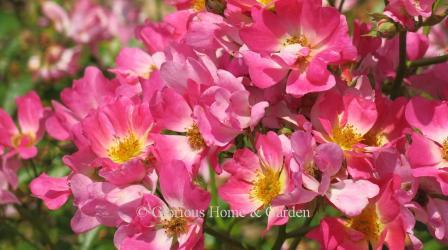 Rosa 'Pink Drift®' has single pink flowers with white centers on a ground cover shrub of 1 1/2' high.