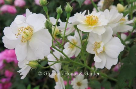 Rosa 'Rambling Rector' is a very vigorous rambling rose that can reach 20.'  It only blooms once, but it smothers itself in clusters of semi-double white flowers that exude a sweet perfume.