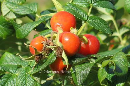 Rosa rugosa 'Alba' hips.  Bright red plump hips appear in fall and make wonderful jams and jellies and are a good source of Vitamin C.