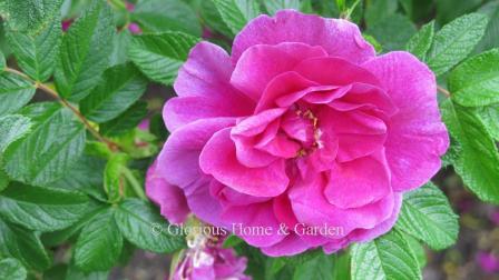 Rosa 'Roseraie de L'Hay' has large magenta, well-scented flowers on a shrub of about 6 feet h.