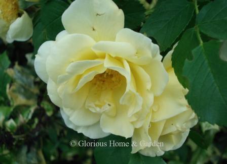 Rosa 'Topaz Jewel' has beautiful buttery yellow double blooms and a lovely scent.