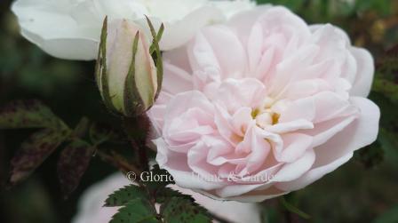 Rosa 'Stanwell Perpetual' has pale pink flowers and is named for its almost continuous bloom.