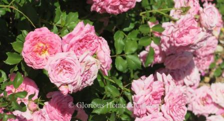 Rosa 'Sweet Drift®' has soft pink blooms on a ground cover shrub of 1 1/2' high.