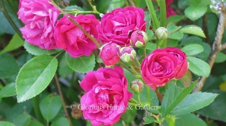Polyantha rose 'Verdun'has medium pink double flowers borne in clusters, mild fragrance.