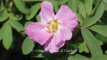 Rosa villosa, the apple rose, has lovely single clear pink flowers on a shrub with gray-green leaves, and large red hips in the fall.