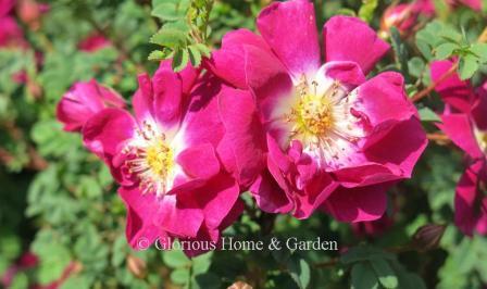 Rosa 'William III' is a dwarf shrub with bright deep pink flowers and the purple hips common to the species.