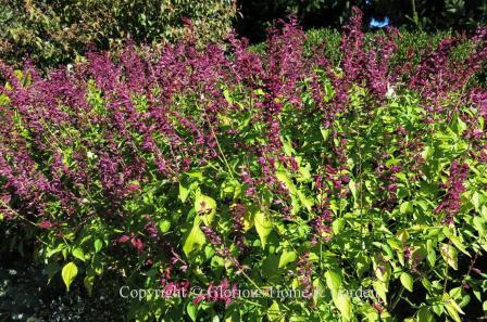 Salvia spendens 'Van Houttei'