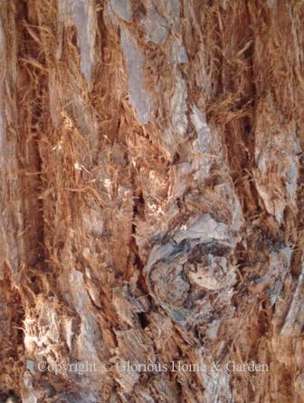 Sequoia sempervirens, redwood  bark     bark