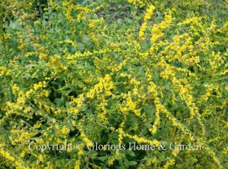 Solidago rugosa 'Fireworks'