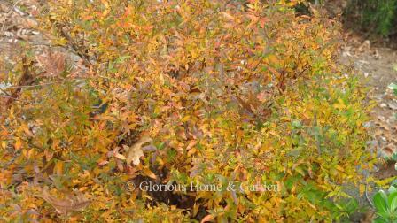 Spiraea japonica 'Neon Flash' has autumn colors of golden yellow.