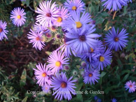 Symphyotrichum novae-angliae 'English Countryside'