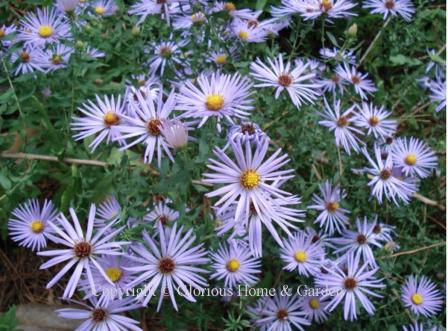 Symphyotrichum oblongifolium