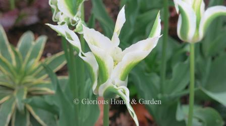 Tulipa 'Green Star' is an example of the Division 6 Lily-Flowered class in green and white.