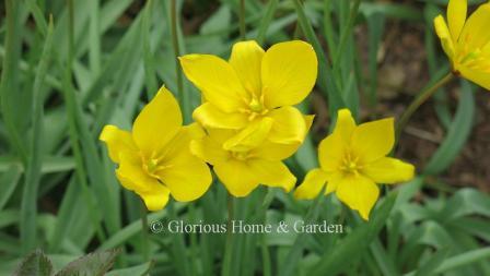 Tulipa sylvestris, Florentine or woodland tulip.  The scented flowers are a rich yellow with an overlay of green on the reverse.  The foliage is narrow and grass-like.  Division 15 Species class.