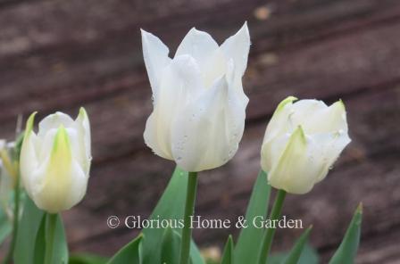 Tulipa 'White Elegance' is an example of the Division 1 Single Early class in brilliant white.