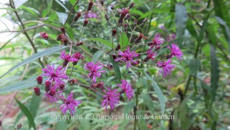 Vernonia noveboracensis