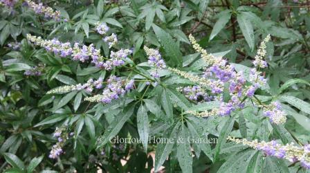 Vitex agnus-castus