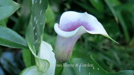 Zantedeschia 'Picasso'