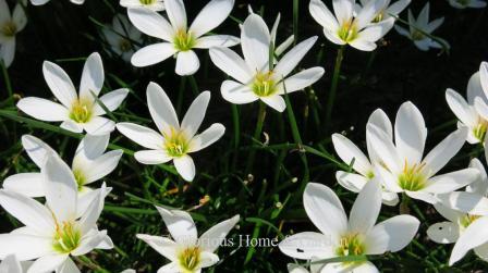 Zephyranthes candida