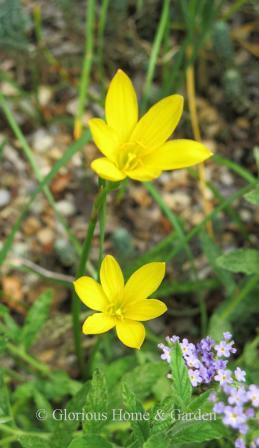 Zephyranthes citrina