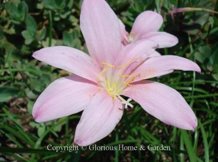 Zephyranthes grandiflora